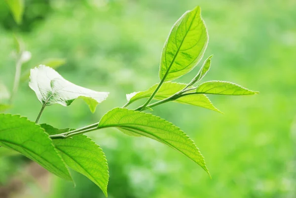 Branch with young green leafs — Stock Photo, Image