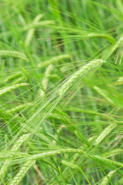 Organic green wheat — Stock Photo, Image