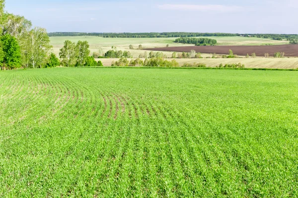 Green fields — Stock Photo, Image