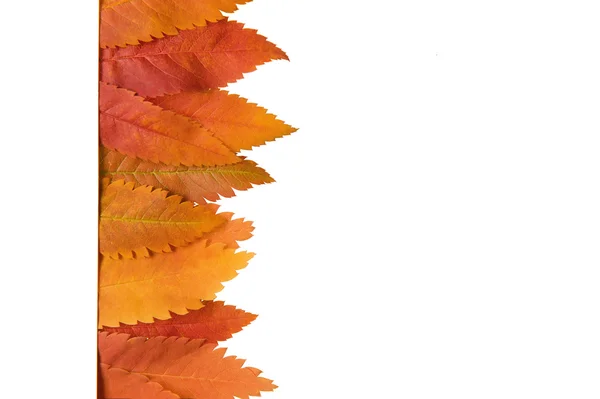 Hintergrund aus Herbstblättern — Stockfoto