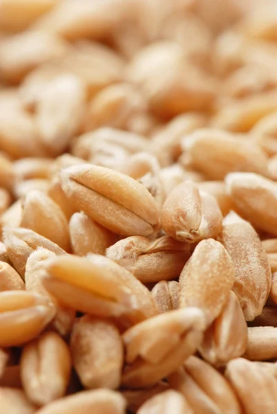 Wheat grains — Stock Photo, Image