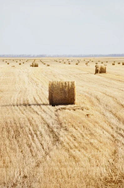 Oblique field — Stock Photo, Image