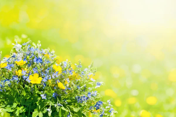 Fondo con flores silvestres — Foto de Stock