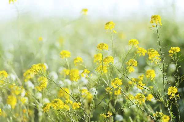 Feldgras — Stockfoto