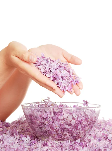 Lilac in hands — Stock Photo, Image