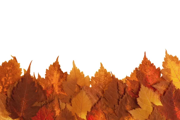 秋天的树叶背景 — 图库照片