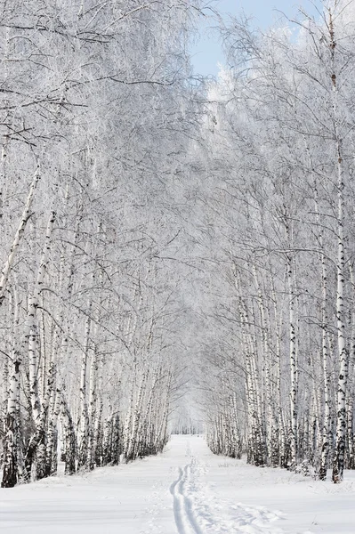 Vidoeiro beco no inverno — Fotografia de Stock