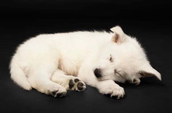 Filhote de cachorro do cão pastor branco — Fotografia de Stock