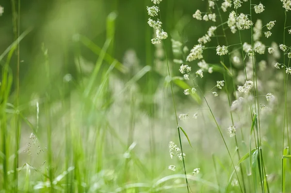 Field grass — Stock Photo, Image