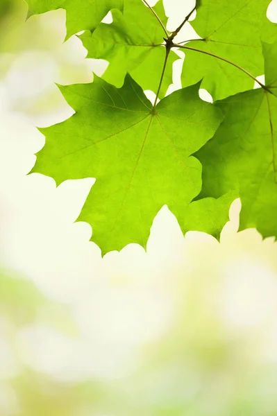 Folhas verdes de um bordo — Fotografia de Stock