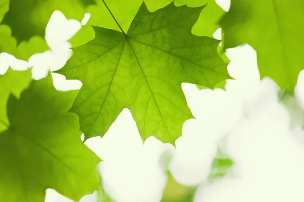 Folhas verdes de um bordo — Fotografia de Stock