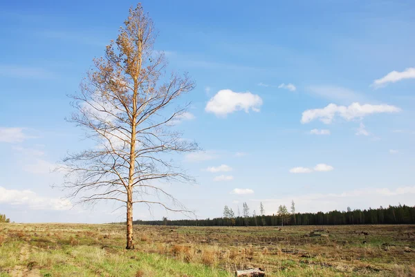 Träd i stäppen — Stockfoto