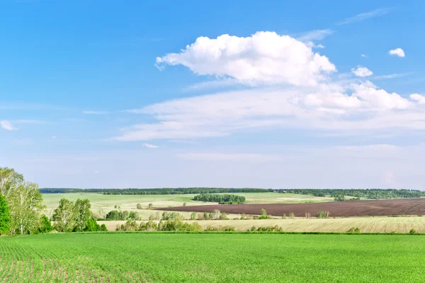 Campos verdes — Fotografia de Stock