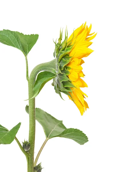 Sunflower — Stock Photo, Image