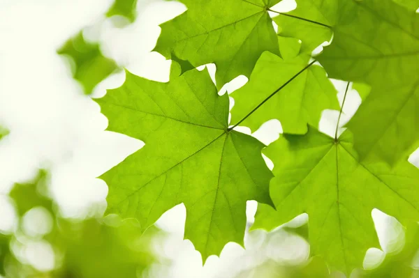 Green leaves of a maple — Stock Photo, Image