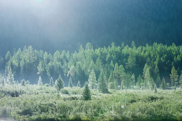 Forêt de montagne — Photo