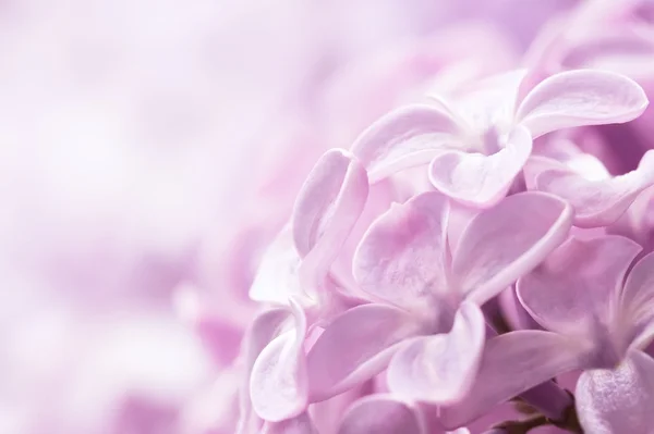 Fechar de lilás — Fotografia de Stock