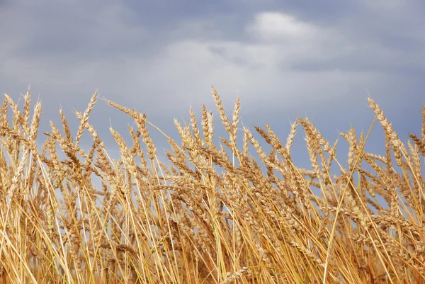 Campo de trigo — Fotografia de Stock