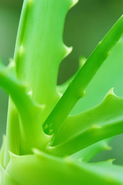 Hojas del Aloe — Foto de Stock