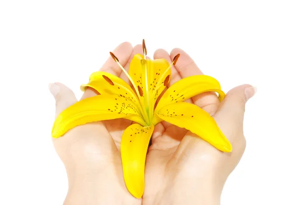 Lily in hand — Stock Photo, Image