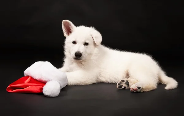 Puppy of the white sheep-dog with a New Year's cap — Stock Photo, Image