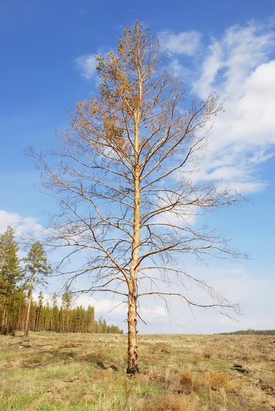 Tree in steppe — Stock Photo, Image
