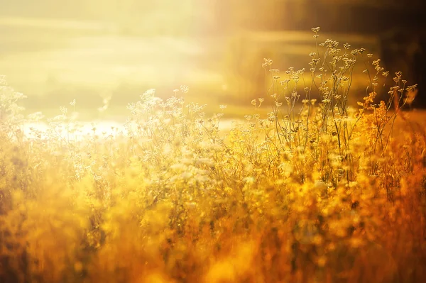 Campo de grama ao pôr do sol — Fotografia de Stock