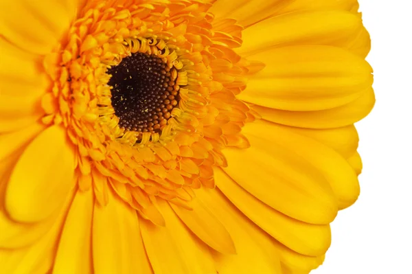 Flor de gerbera — Fotografia de Stock