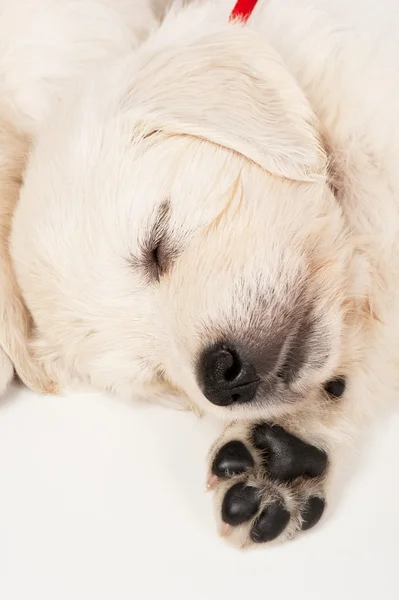 Retrato do filhote golden retriever — Fotografia de Stock