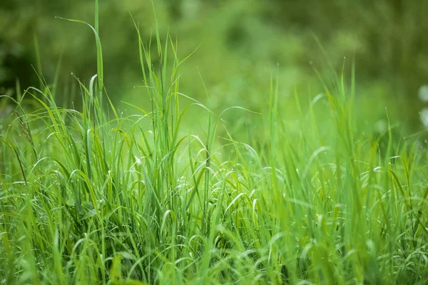 Green juicy grass — Stock Photo, Image