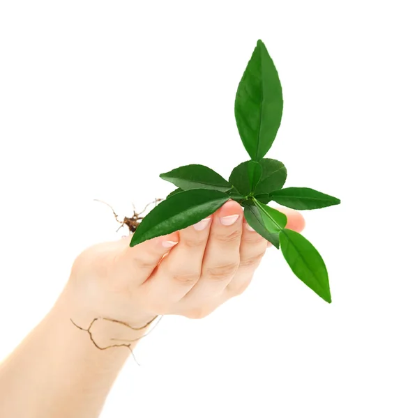 Plant in hand — Stock Photo, Image