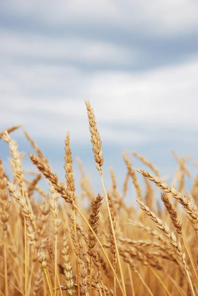 Wheat field — Stock Photo, Image