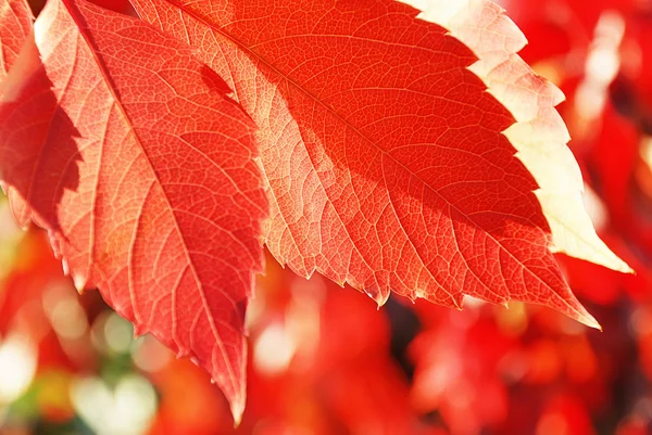 Herbstblätter — Stockfoto