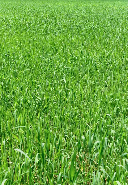 Young green grass — Stock Photo, Image