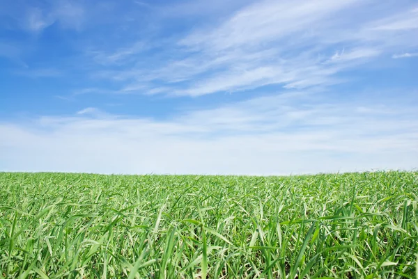 Grassy field — Stock Photo, Image