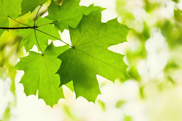 Green leaves of a maple — Stock Photo, Image