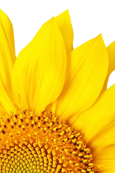 Girasole — Foto Stock