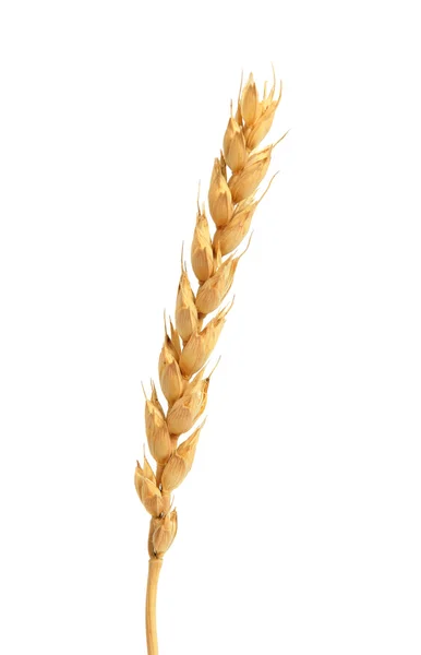 Wheat ear — Stock Photo, Image