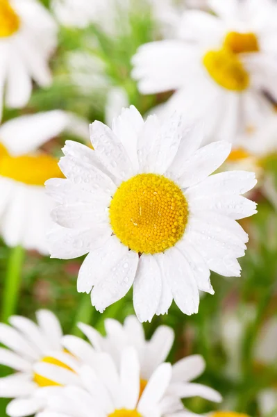 White camomiles — Stock Photo, Image