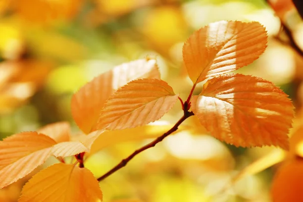 Autumn leaves — Stock Photo, Image