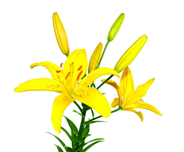 Yellow lilies — Stock Photo, Image