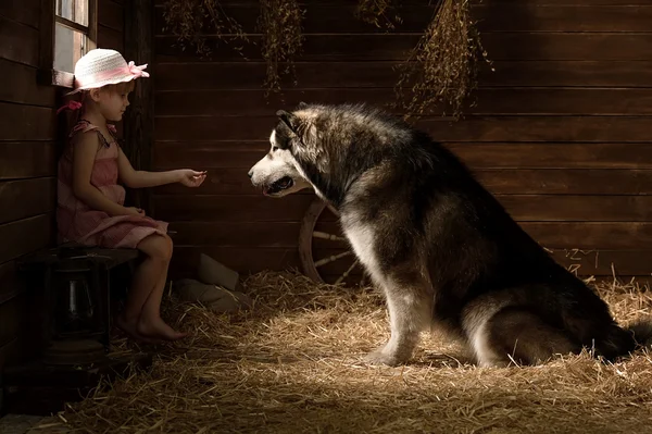 Girl and dog — Stock Photo, Image