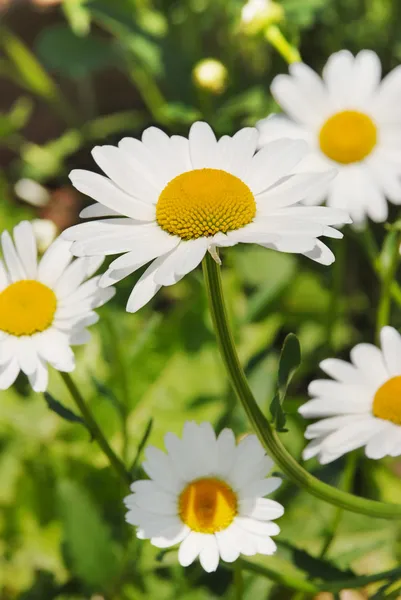 Camomile flower — Stock Photo, Image