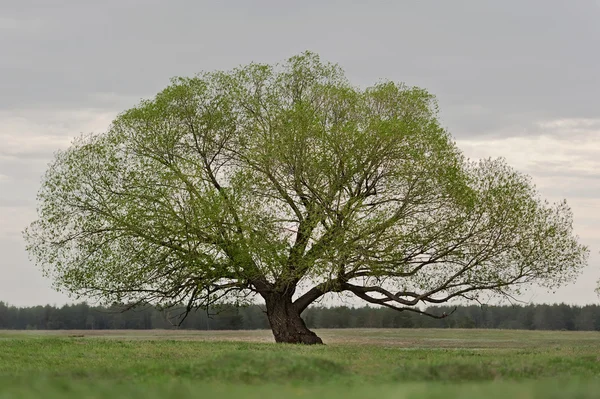 Eenzame boom — Stockfoto