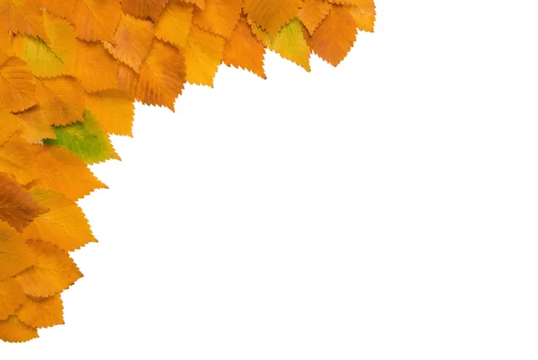 Marco de otoño hojas amarillas —  Fotos de Stock