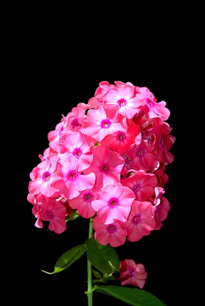 Inflorescência de flores — Fotografia de Stock