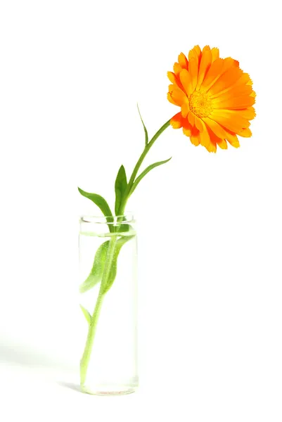 Fiore di calendula — Foto Stock