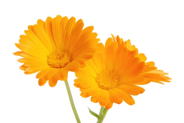 Calendula çiçekler — Stok fotoğraf