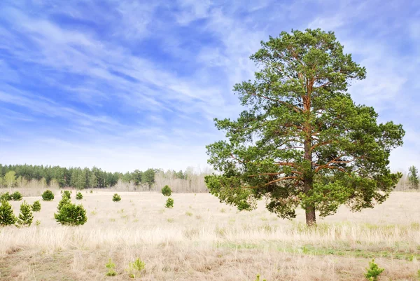 Lonely pine tree — Stock Photo, Image