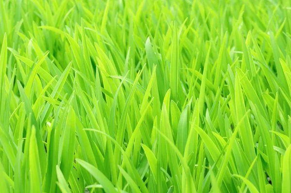 Hierba verde joven — Foto de Stock